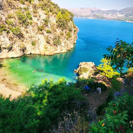 Gelidonia Fenerium *