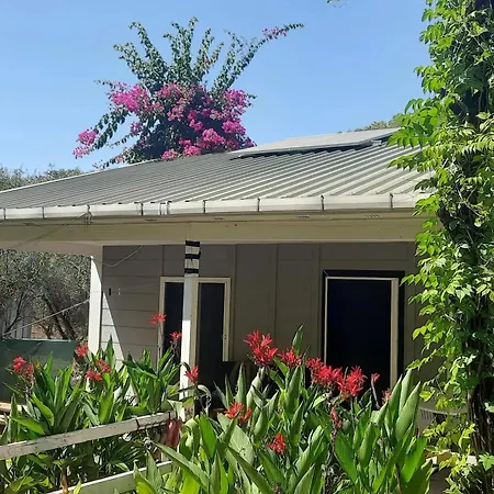 Gelidonia Fenerium *