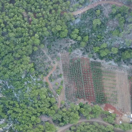 Gelidonia Fenerium Feriehus